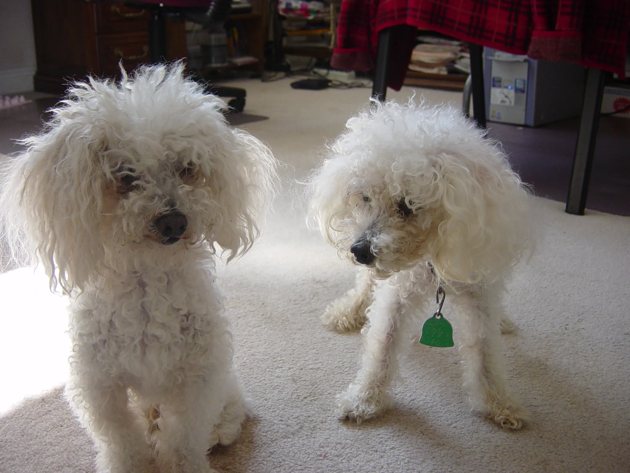 Two toy poodles, Binky and Tabby, lying comfortably together, showcasing their companionship.
