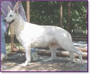 Two young White German Shepherd puppies playing