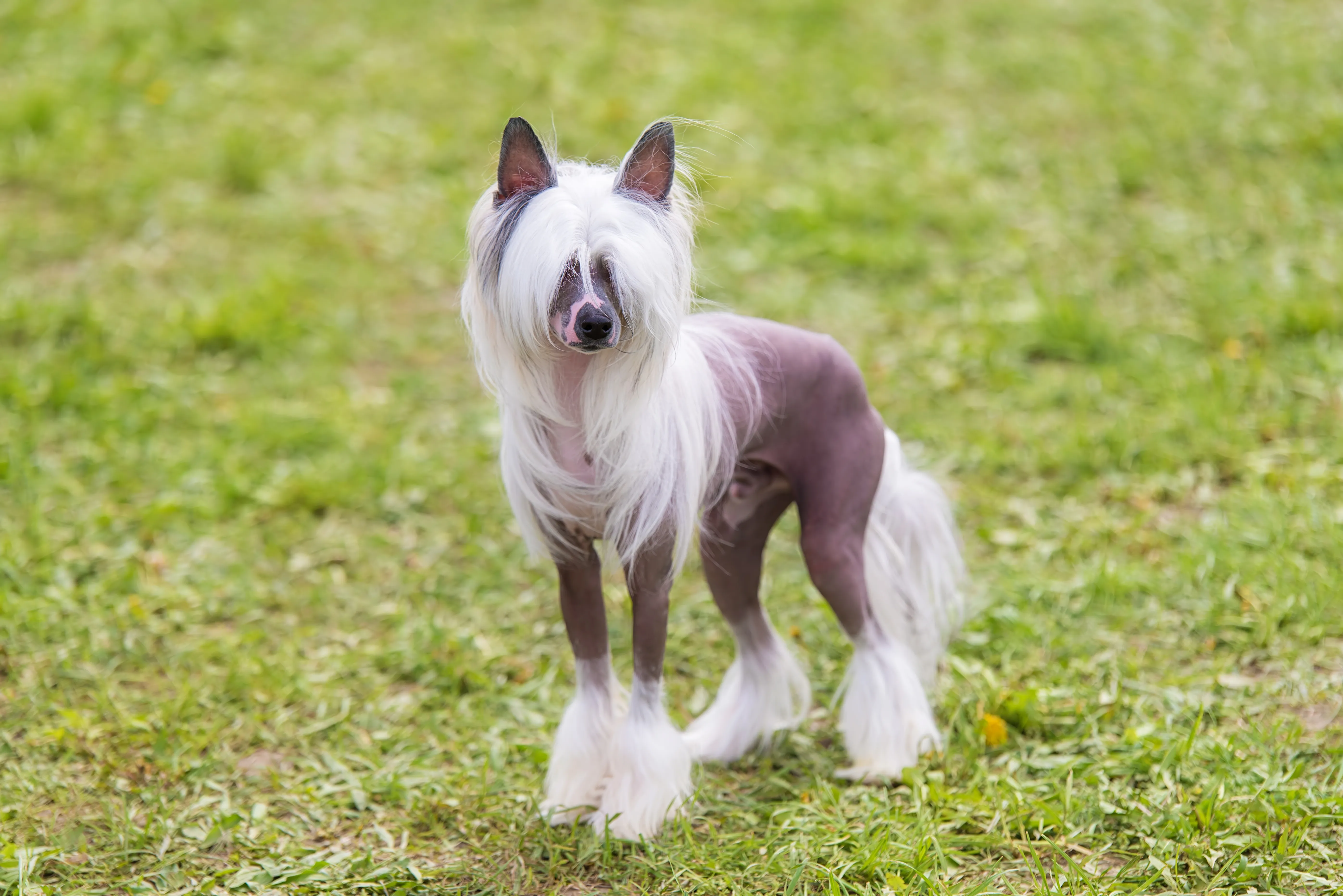 Unique hairless Chinese Crested with crest and socks