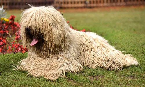 Unique Komondor with its distinctive mop-like cords of white hair