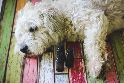 Using oil to reduce dandruff for dog