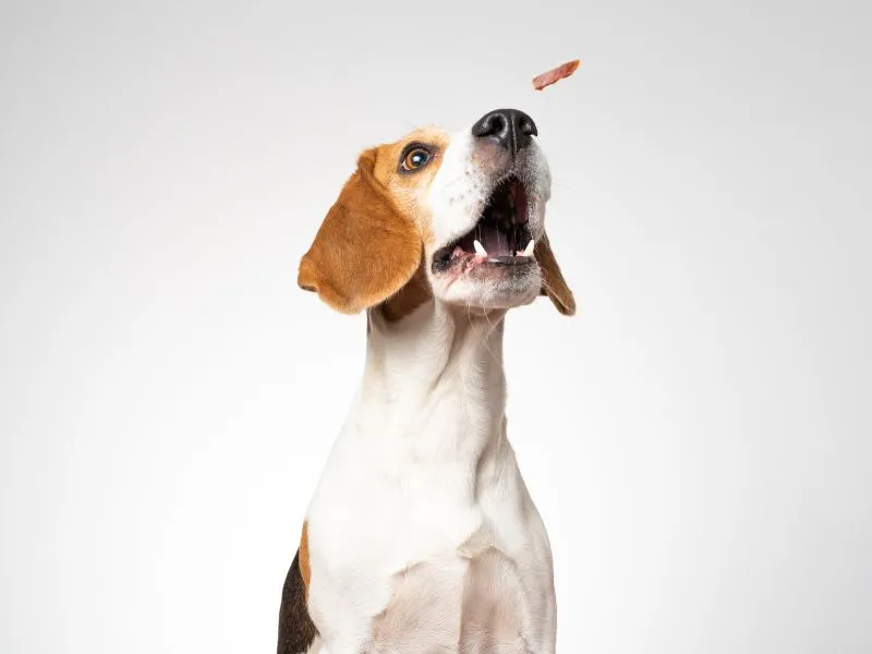 Variety of best low-calorie treat options for dogs, including natural and commercial selections for balanced nutrition