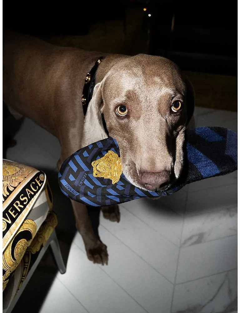 Versace Medusa leather dog collar with gold studs