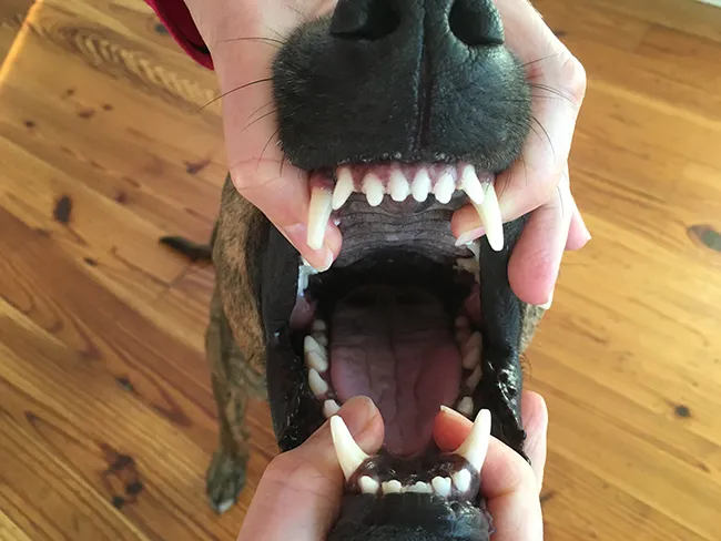 Veterinarian demonstrating the JAWS method