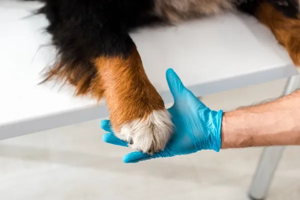 Veterinarian examining a dog