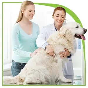 Veterinarian examining a happy dog, emphasizing the importance of professional medical advice for joint health