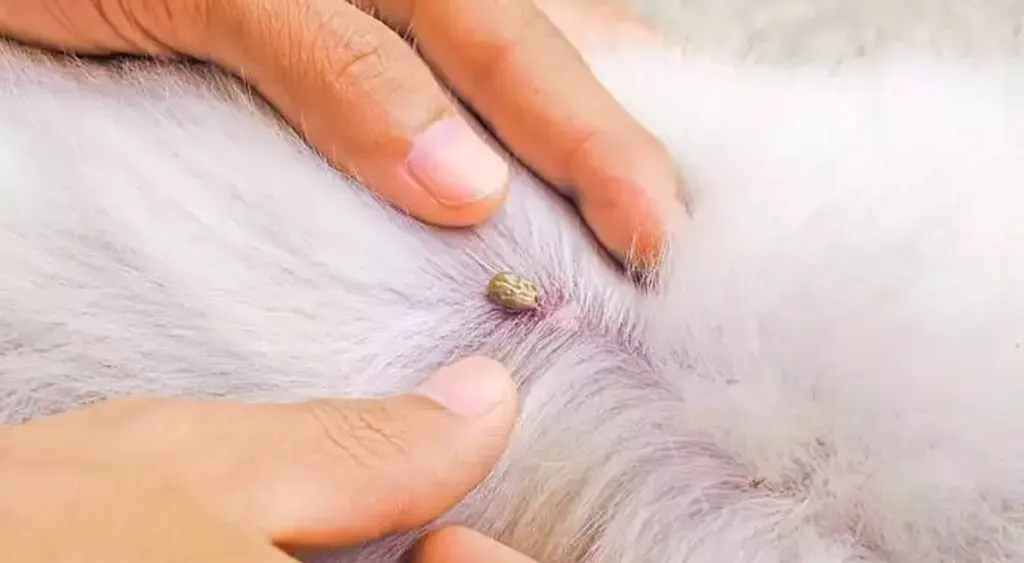 Visible parasites or "flea dirt" on a dog's skin, indicating flea and tick infestation