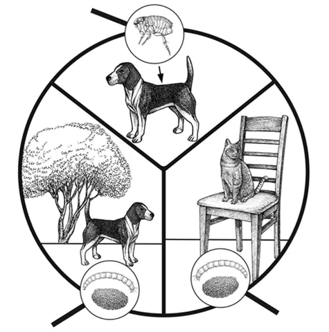 Visual depicting a dog in a yard and a cat indoors, symbolizing the three main areas for flea control: pet, house, and yard.