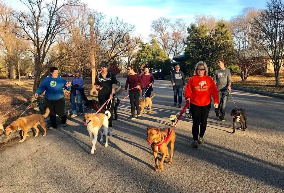 Volunteers on a socialization pack walk with shelter dogs