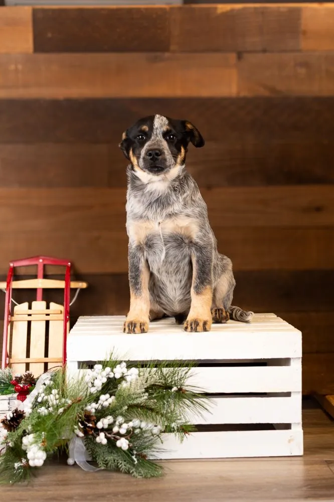 Wally, playful 14-week-old Australian Shepherd Heeler Mix puppy ready for adoption