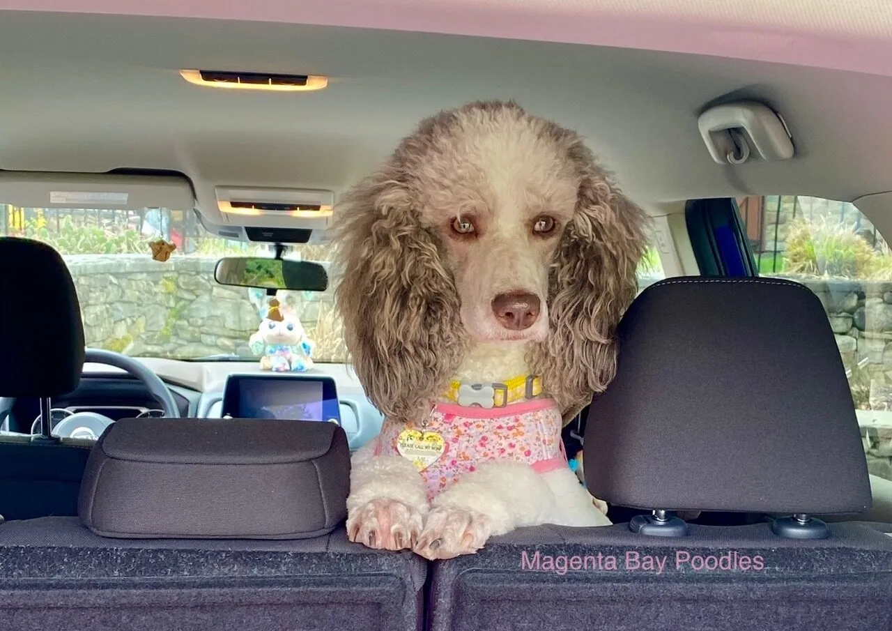 Well-socialized Poodle looking out of a car window