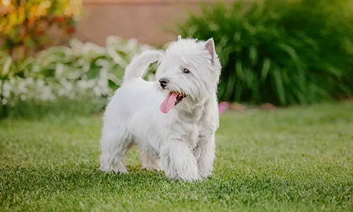 West Highland White Terrier