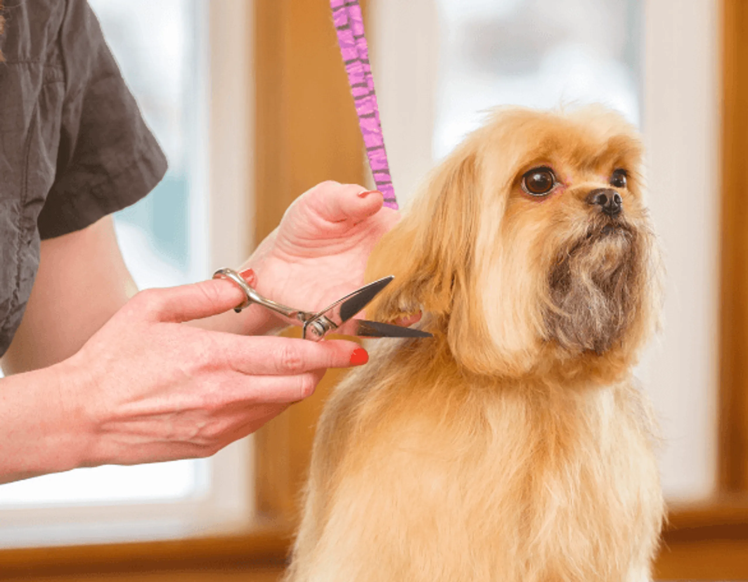 What You Need to Open a Grooming Salon