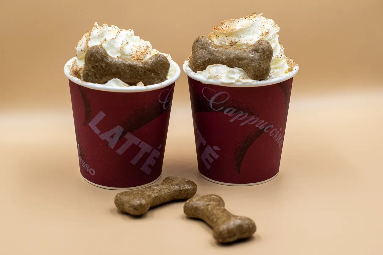Whipped cream puppaccino for dogs