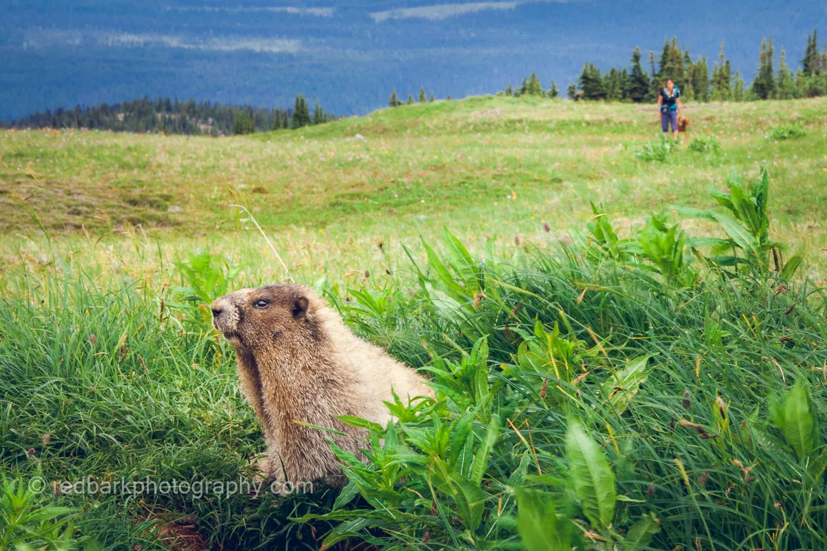 Whiskey on leash with a marmot in Northern BC