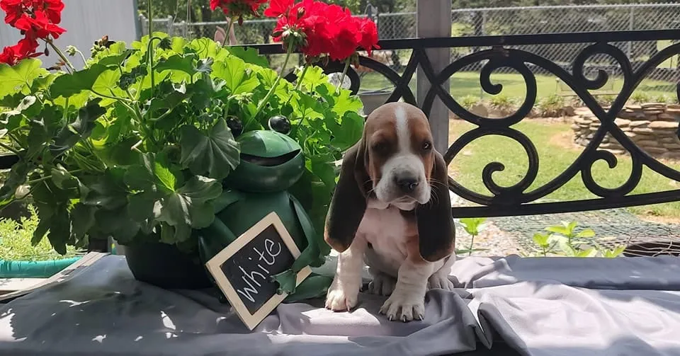 White Basset Hound variant