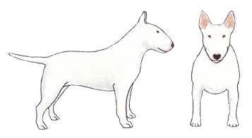 White carrying color examples