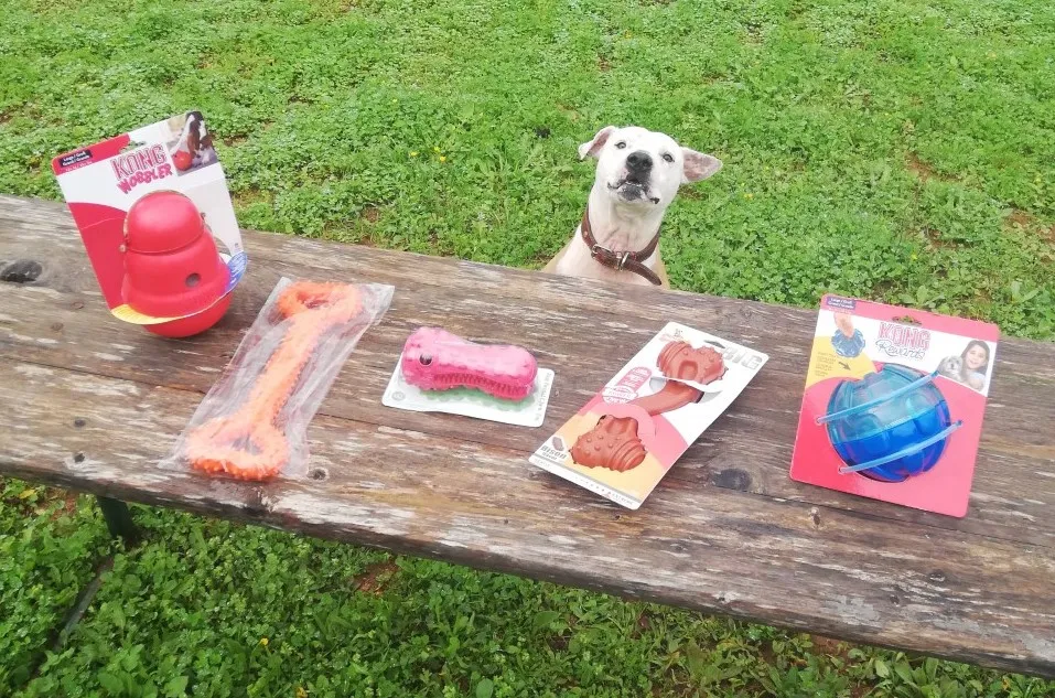 White Nero testing indestructible dog toys at the shelter