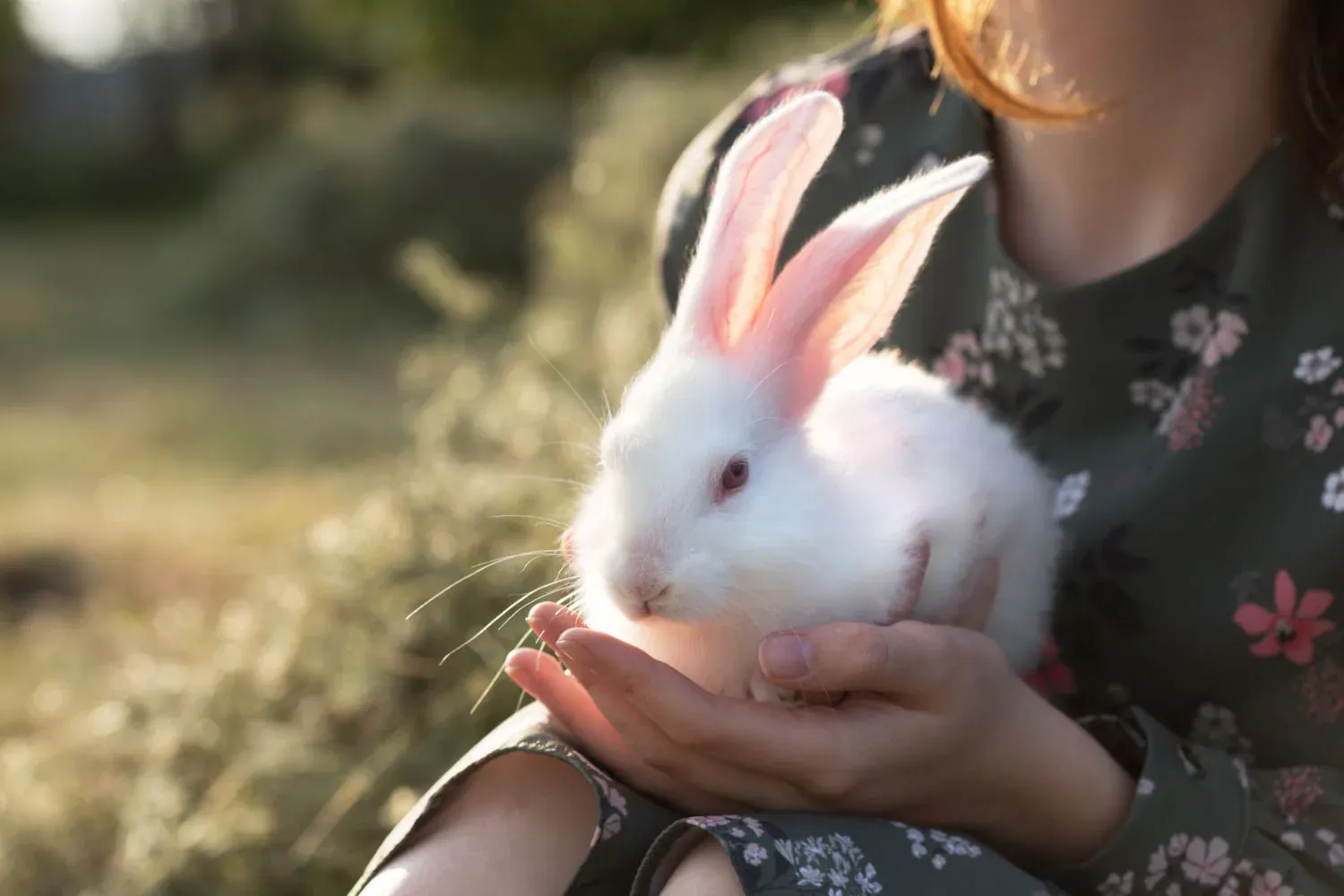 White rabbit gently held in hands, symbolizing child-friendly pet loss support and memorials for grieving children
