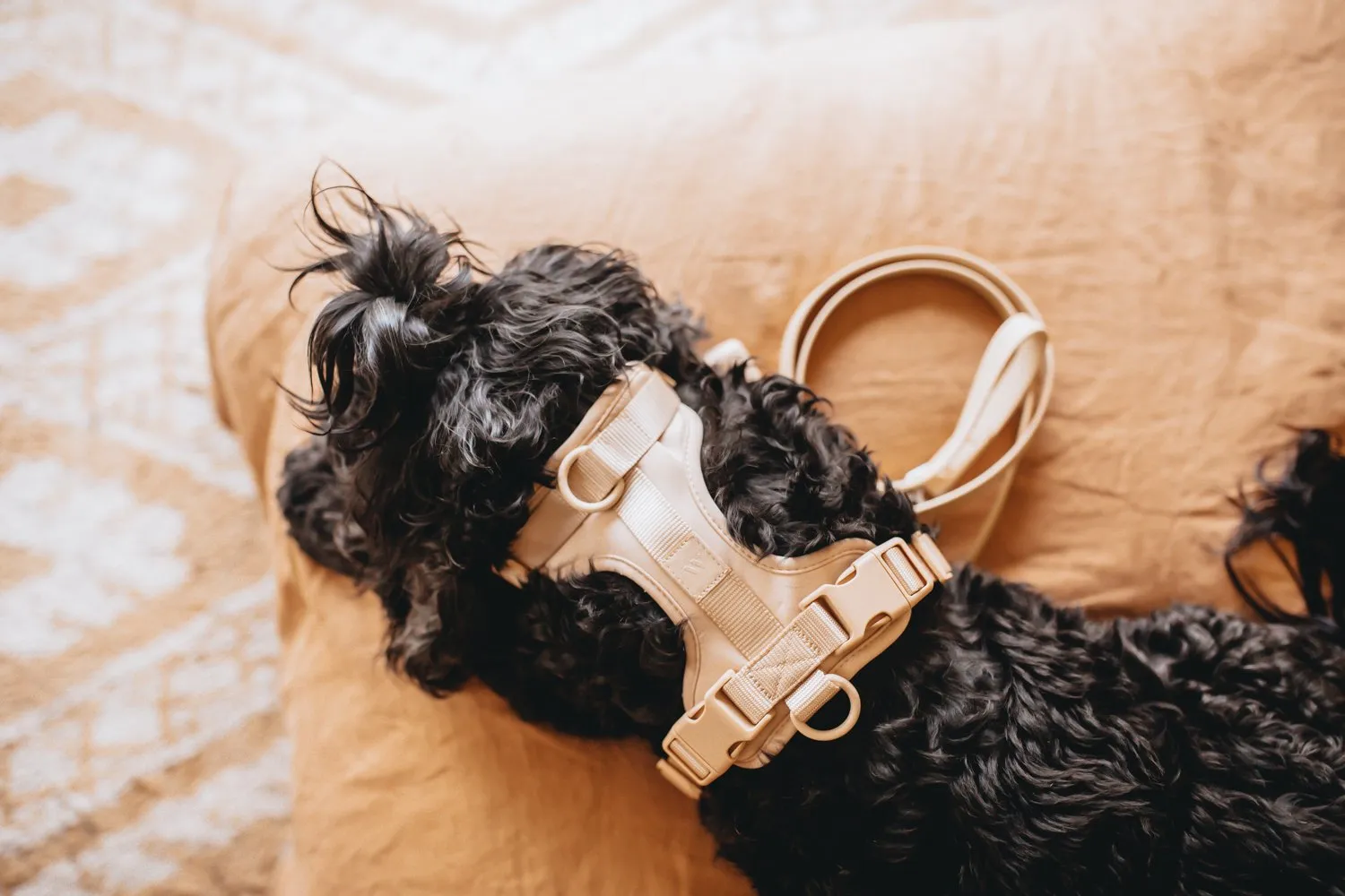 Wild One Harness Walk Kit |Editor