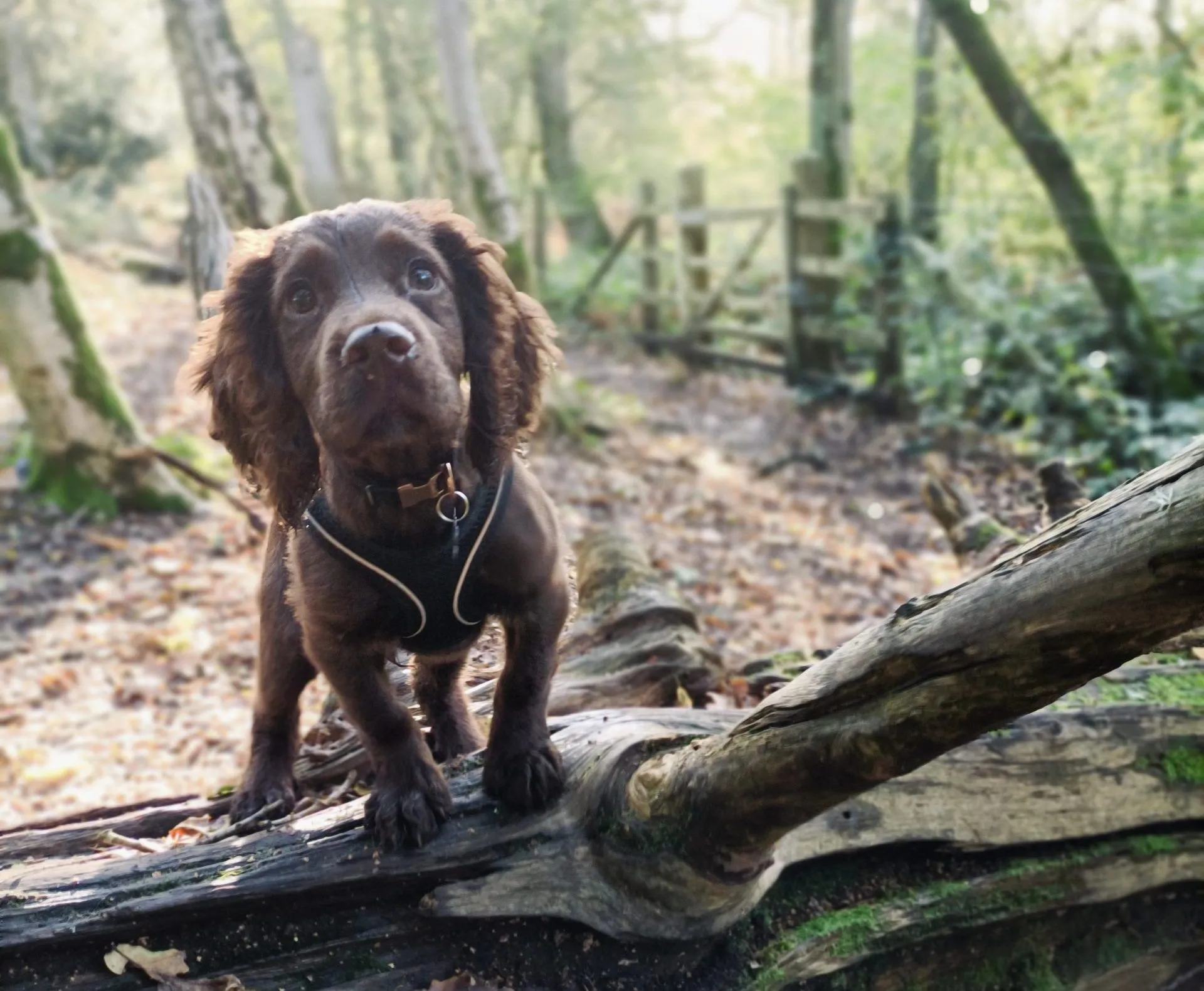 Wilf, a confident puppy, rests on a comfortable perch, demonstrating good training and trust with his owner.
