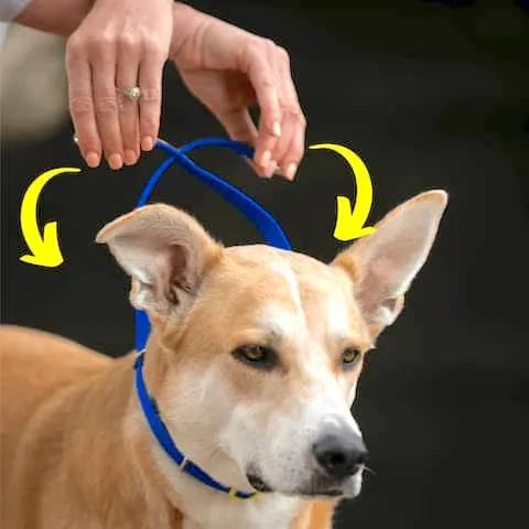 Woman crossing either end of a head halter nose strap behind a dog