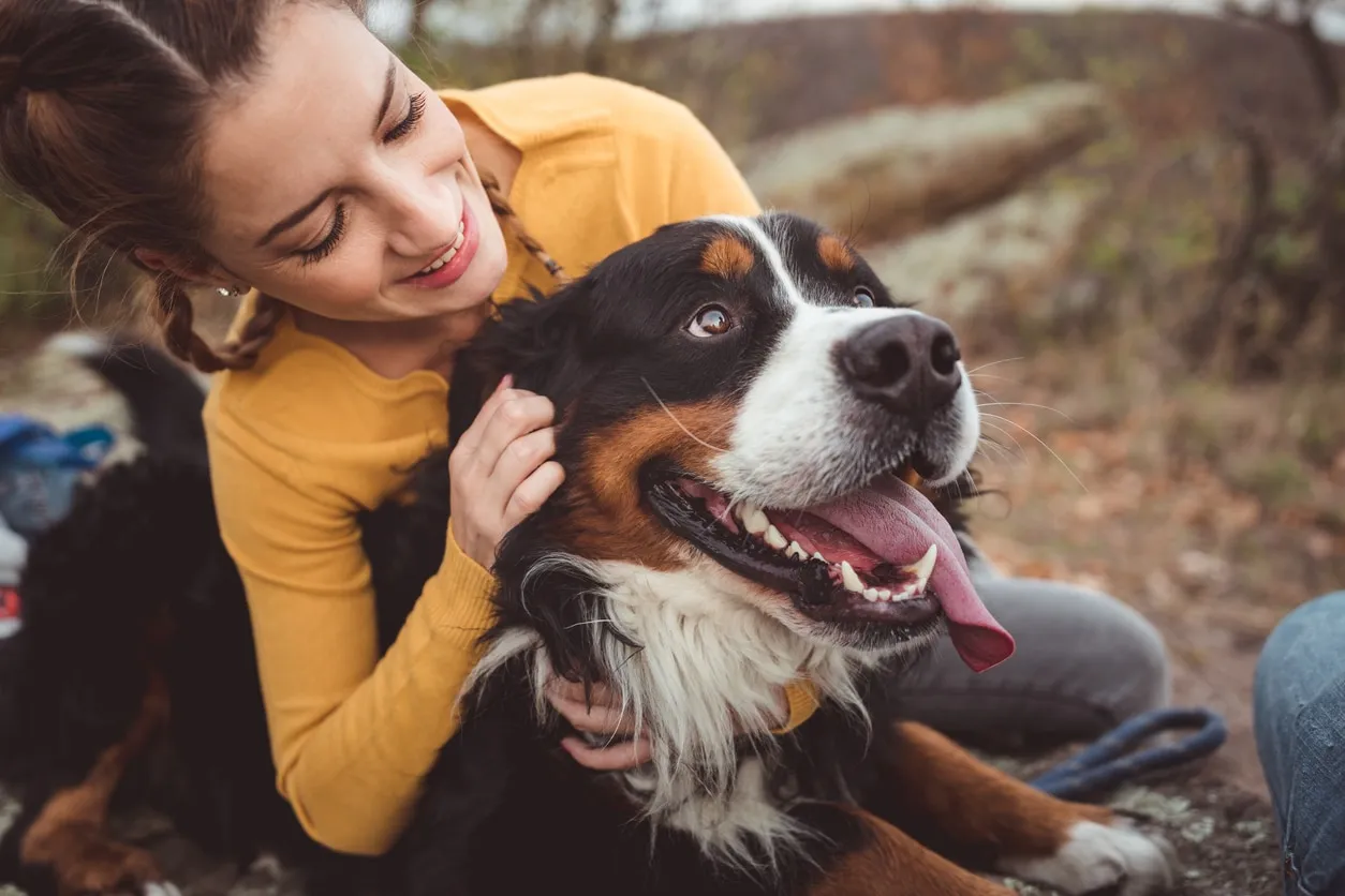Woman petting a Bernese Mountain Dog with its tongue out.