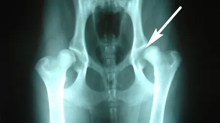X-ray illustrating bilateral hip dysplasia in a large breed dog.