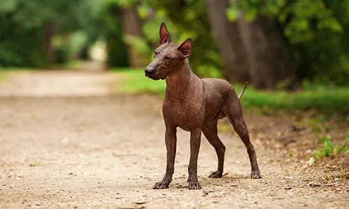Xoloitzcuintli