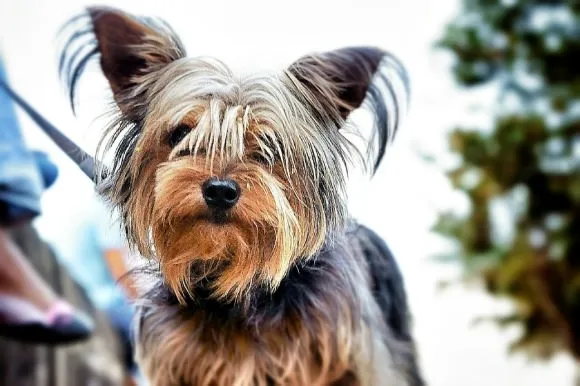 Yorkie on a trail