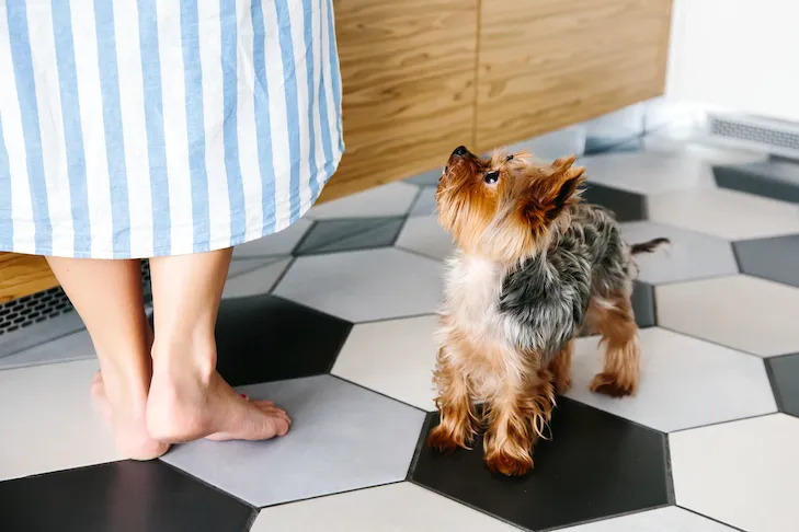 Yorkshire Terrier resting its head on the kitchen counter next to its owner.