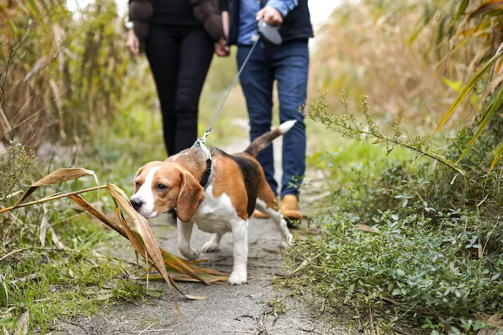 young couple walking their beagle dog on a retractable leash down a path