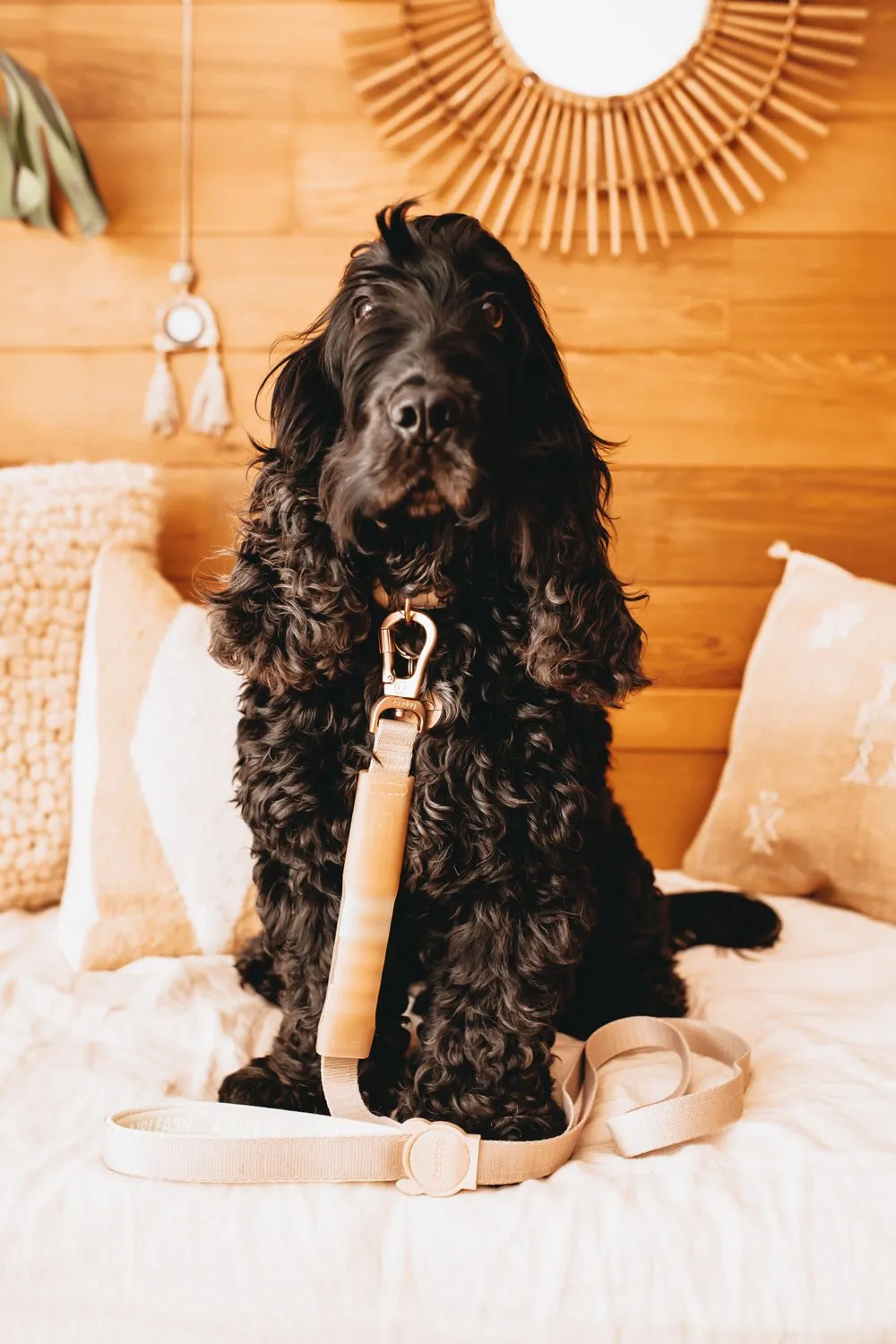 Zee Dog | Kim | Airleash | Editor