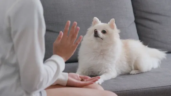 A dog lying on a couch with a decorative throw.