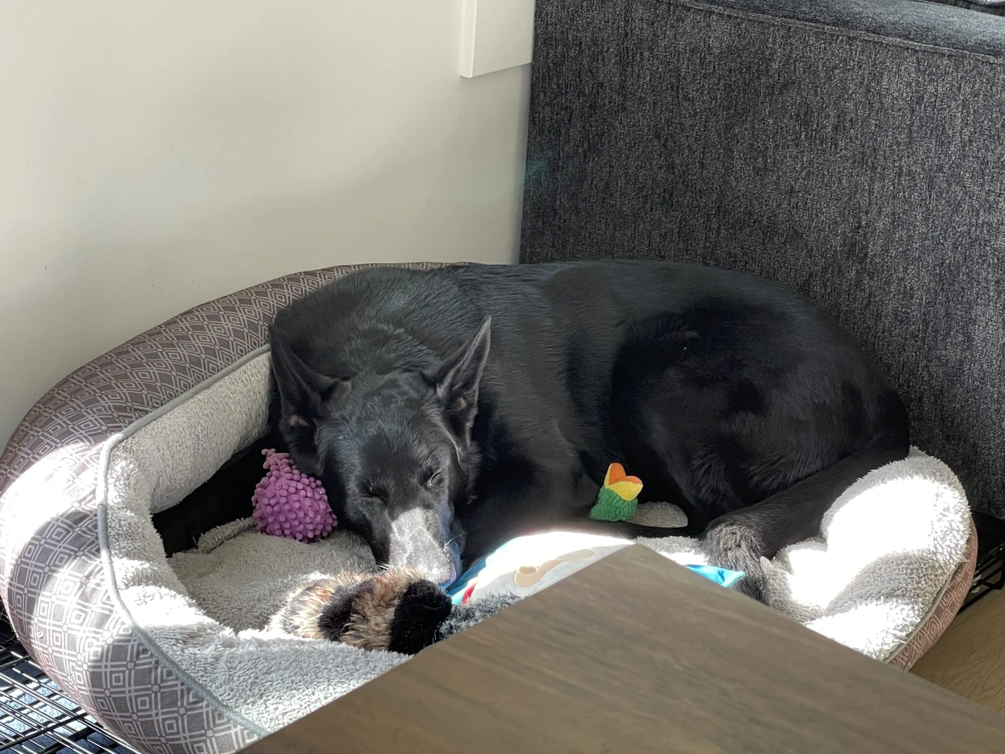 A dog lying on its side as if playing dead