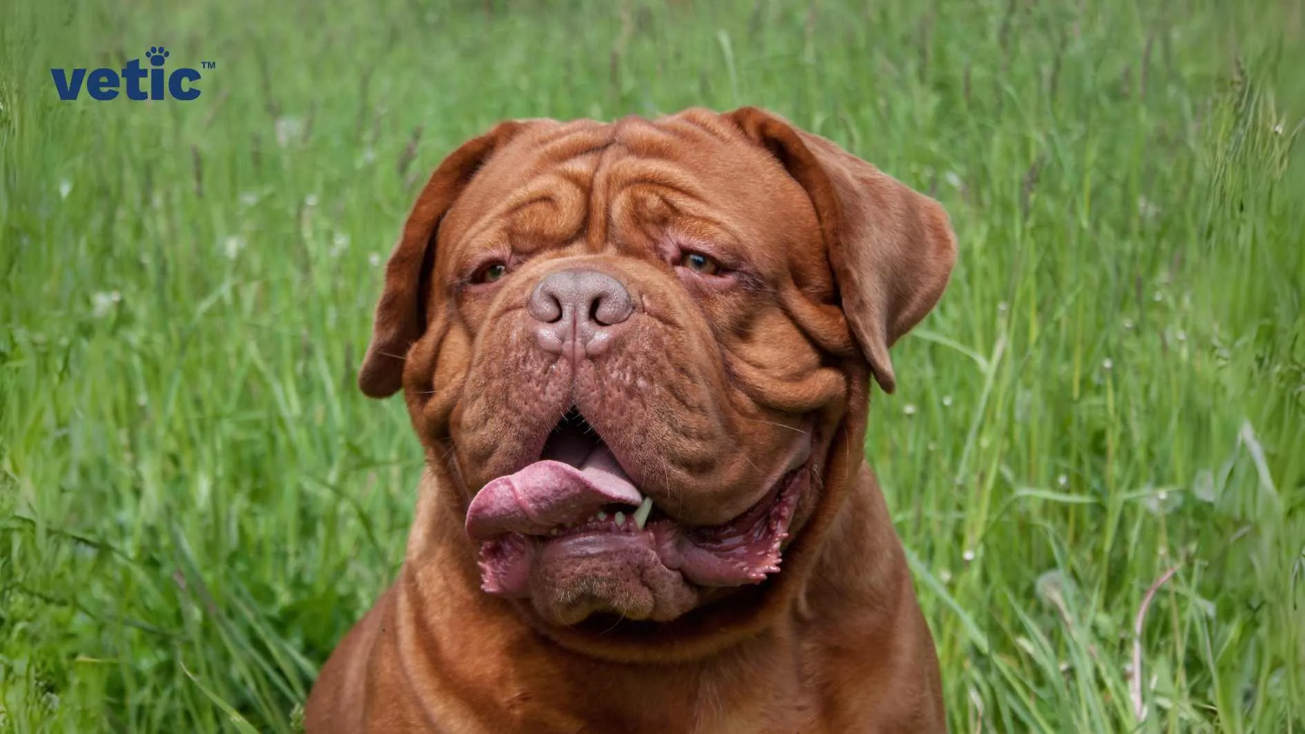A French Mastiff in a grassy field, with its face slightly blurred, appearing calm with its tongue sticking out slightly.
