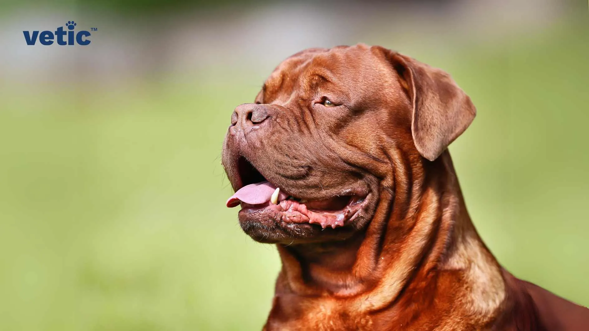 A French Mastiff in an outdoor setting with greenery in the background, looking calm.