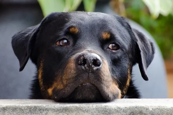 A Rottweiler resting its chin on a railing, looking healthy.