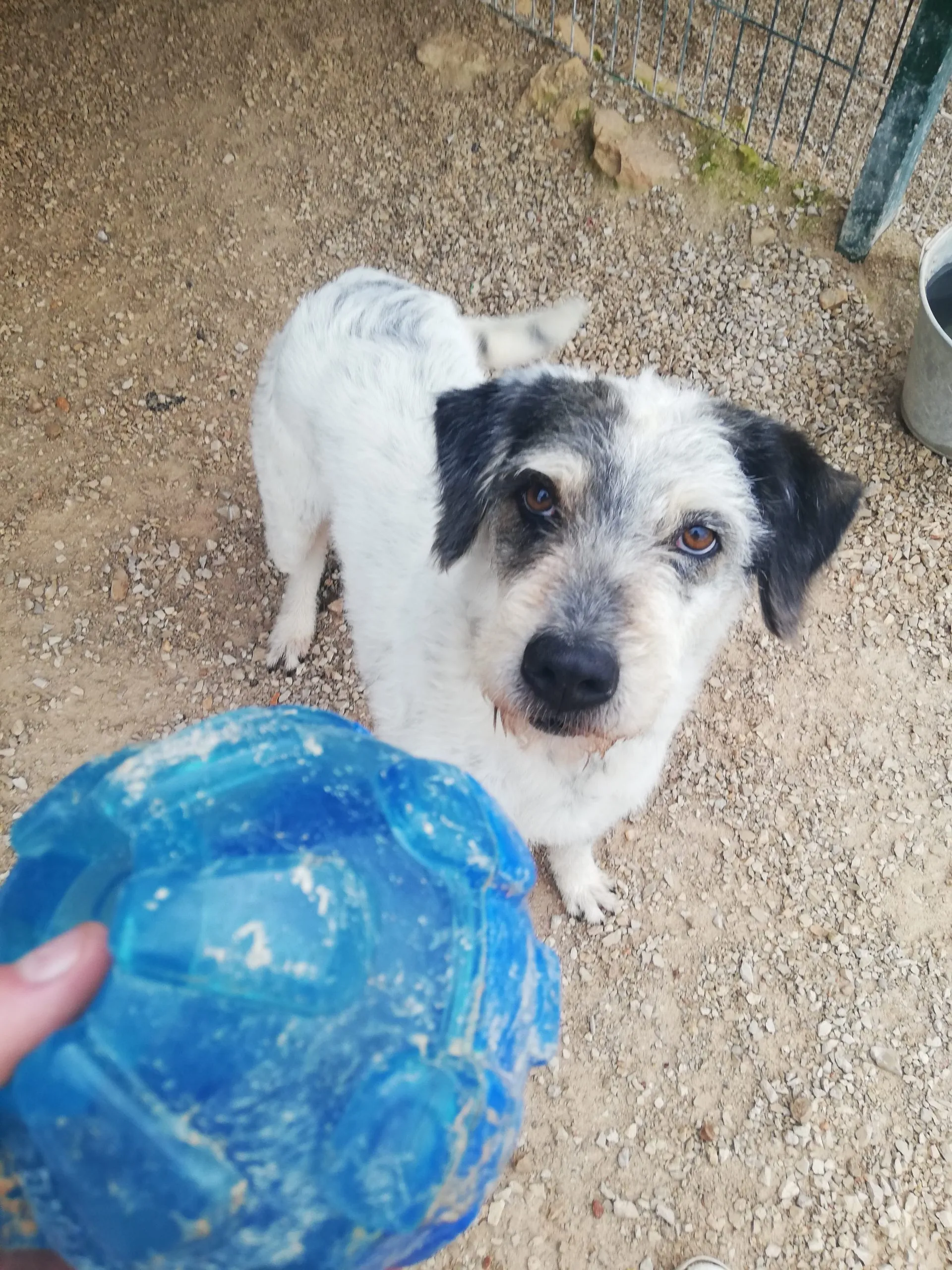 Baldo with Kong Rewards Ball