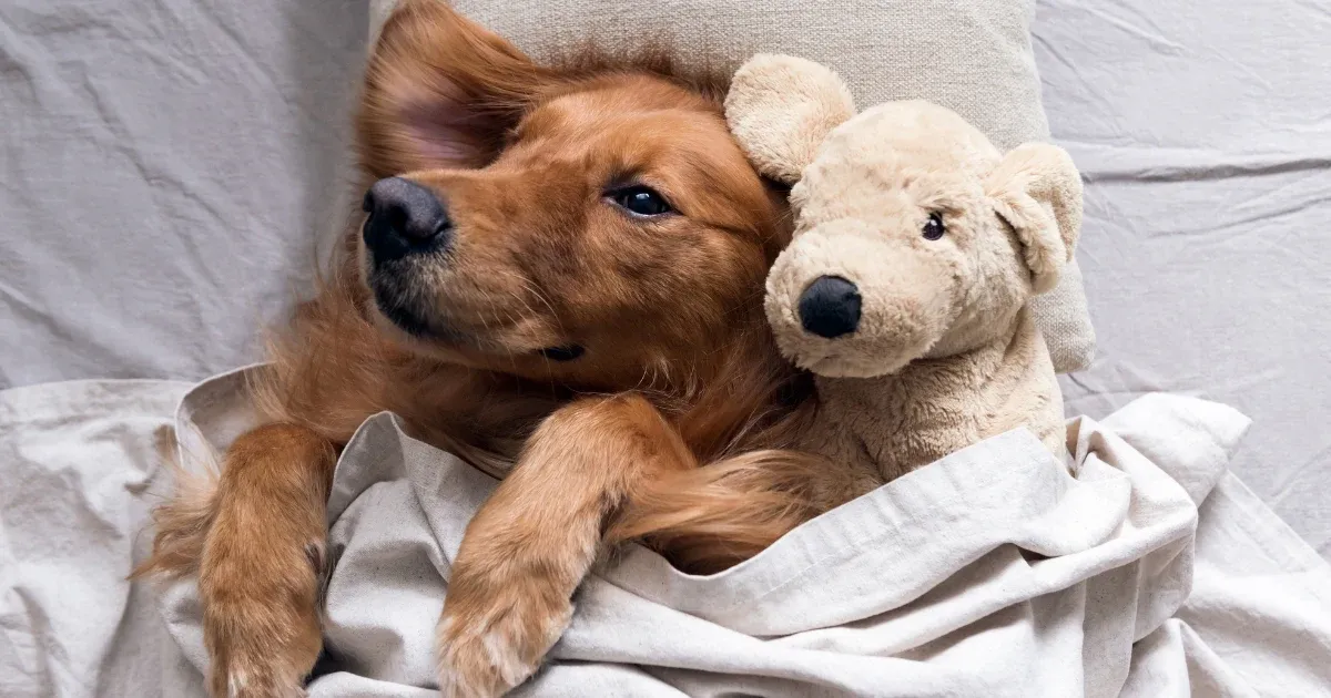 Beyond Puppyhood