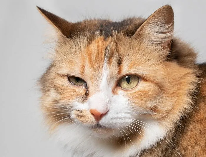 Cat with discharge from eye