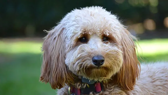 Cooper, a Goldendoodle, is pictured.