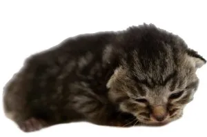 Corduroy at six days old. His eyes are starting to open