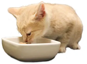 Denby is almost fully weaned and is eating regular food.