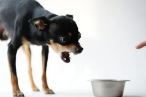 Dog exhibiting food aggression