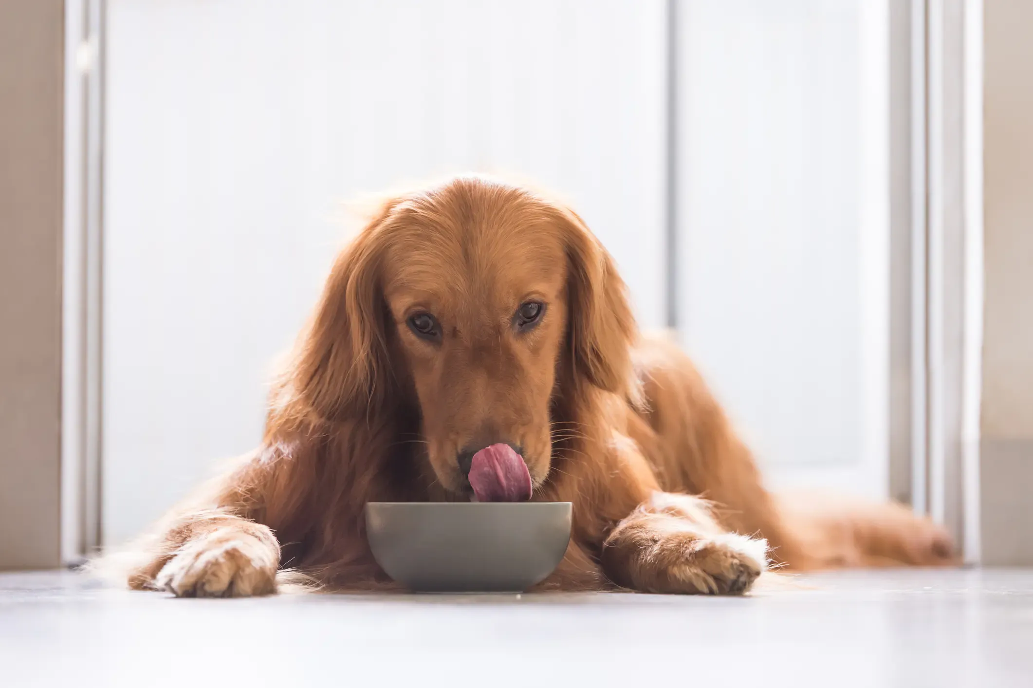 Dog food bowl