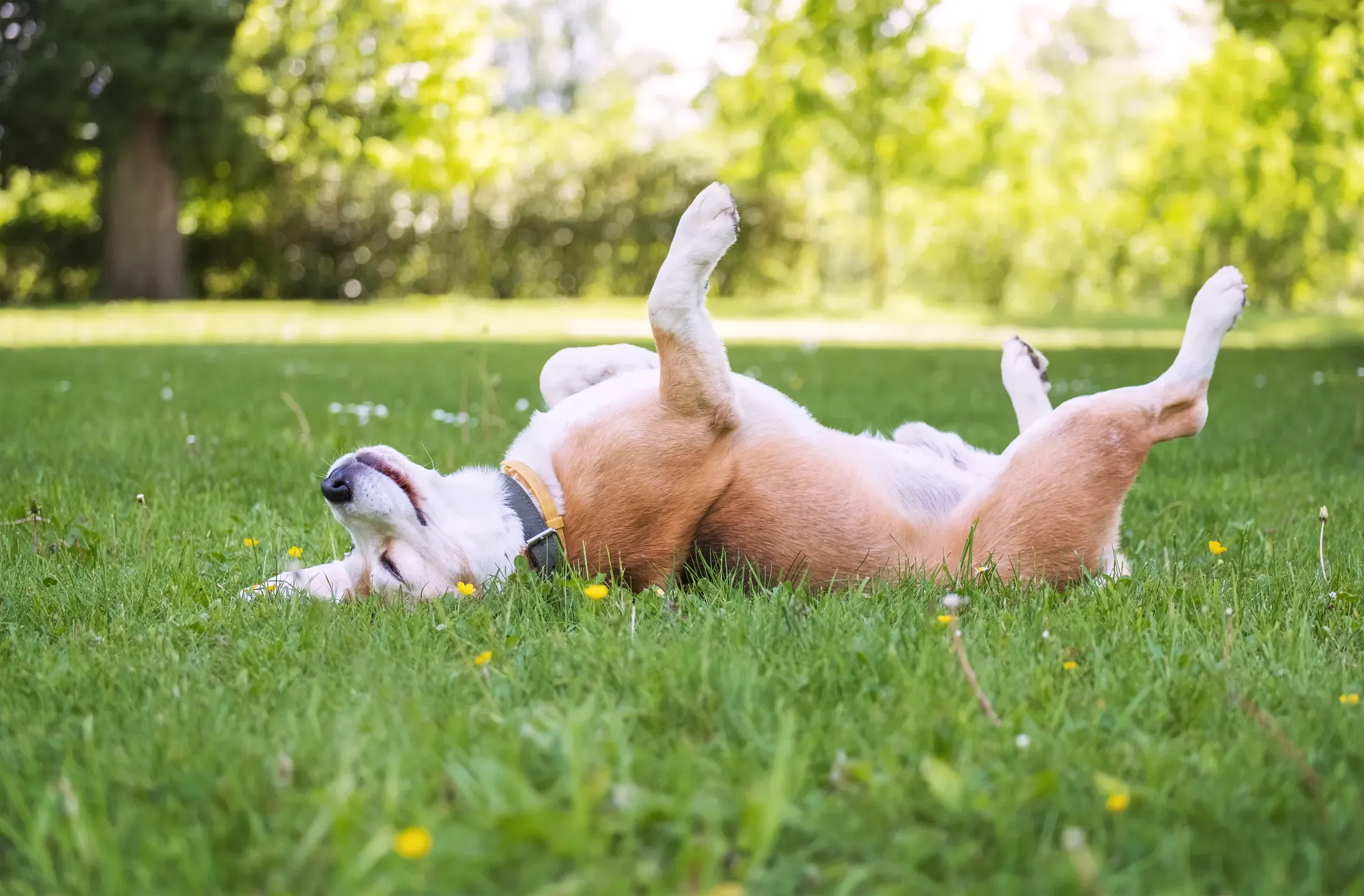Dog Gut Maintenance Plus