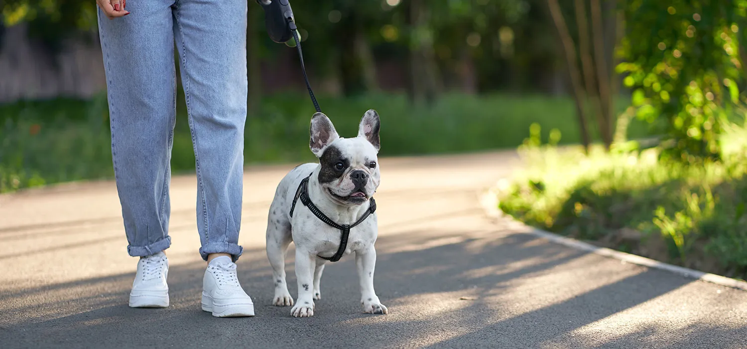 Dog walking outside