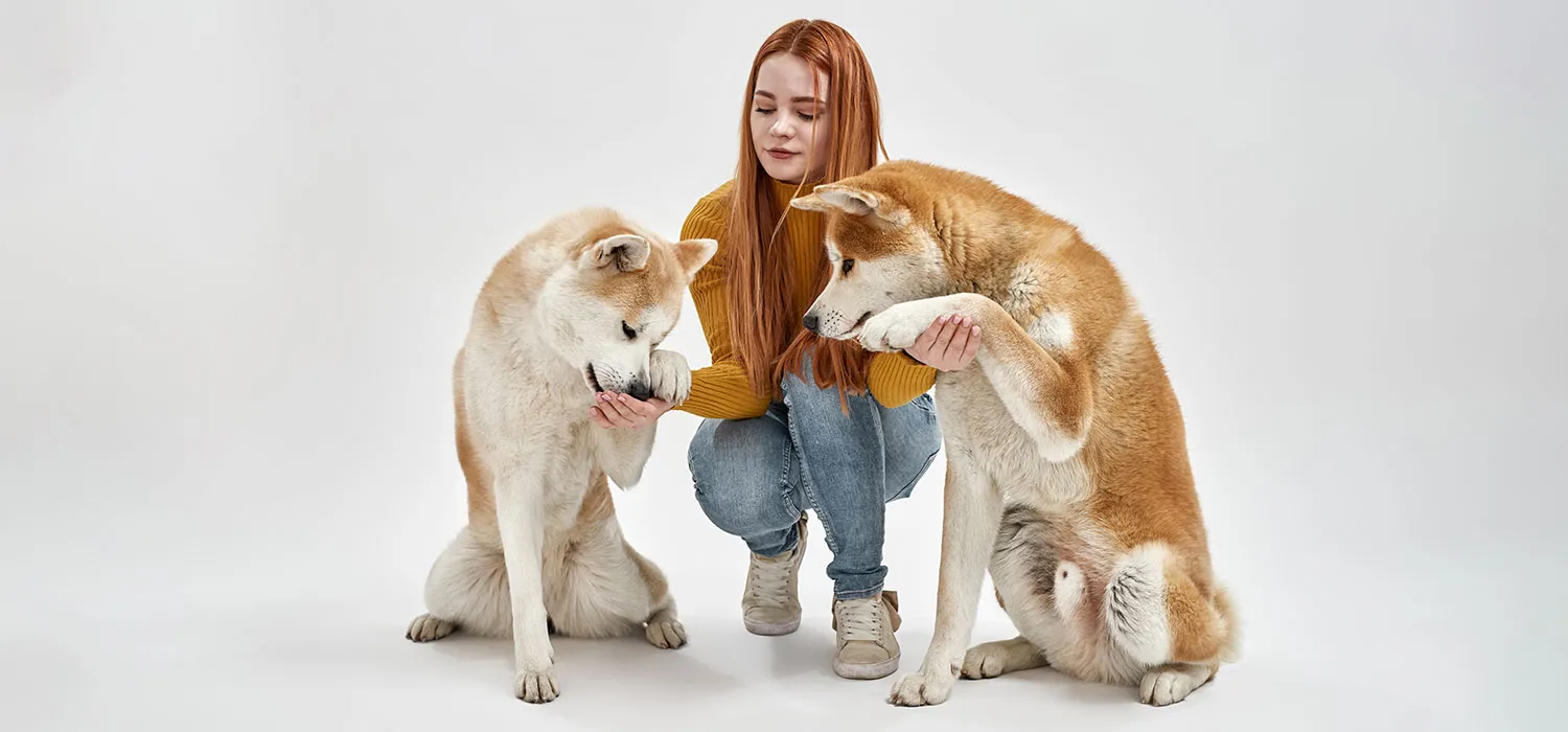Dogs training with treats