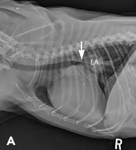 Figure 1A illustration